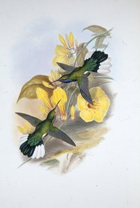Ala a sciabola dalla gola blu (Campylopterus ensipennis) da John (after) Gould