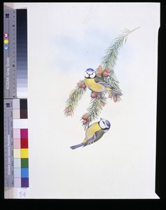 Cinciarella (Parus Caeruleus) da John (after) Gould