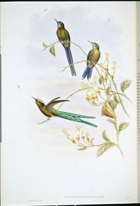 Silfo boliviano da John (after) Gould