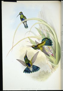 Orecchio viola boliviano (Petasophora Iolata) da John (after) Gould