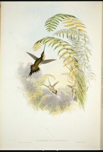 Eremita di Bourcier (Phaethornis bourcieri) da John (after) Gould