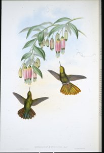 Coda di ottone (Metallura Aeneicauda) da John (after) Gould