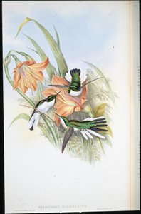 Fata brasiliana (Heliothrix Auriculatus) da John (after) Gould