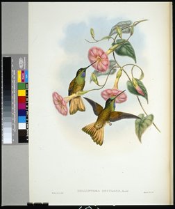 Frontino stellato (helianthea osculans)