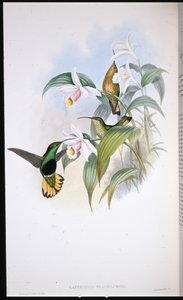 Petto vellutato dalla coda buffa (Lafresnaya Flavicaudata) da John (after) Gould