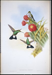 Plumeleteer di Buffon (Hypuroptila Buffoni) da John (after) Gould