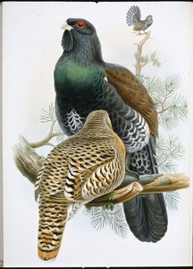 Gallo cedrone (Tetrao Urogallus) da John (after) Gould