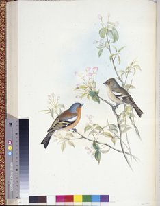 Fringuello (Fringilla Caelebs)