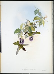 Corona di fuoco cilena da John (after) Gould