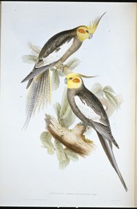 Pappagallo cacatua (Nymphicus novae-hollandiae) da John (after) Gould