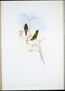 Smeraldo colombiano (Chlorostilbon Angustipennis) da John (after) Gould