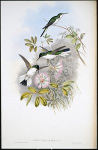 Fata colombiana (Heliothrix Barroti)