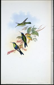 Panoplite colombiano / Ninfa del bosco colombiano (Thalurania Colombica) da John (after) Gould