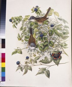 Sterpazzola comune (Sylvia communis)