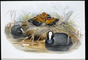 Folaga (Fulica Atra)