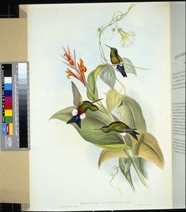 Puff gamba ramata (Eriocnemis cupreiventris) da John (after) Gould