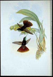 Coda ramata (Metallura Cupreicauda) da John (after) Gould