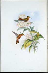 Amazilia dal becco corallino (Amazilia Corallirostris) da John (after) Gould