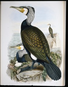 Cormorano (Phalacrocorax Carbo)