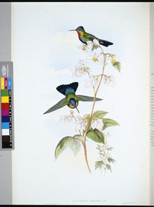 Colibrì costaricano (Panterpeinsignis)