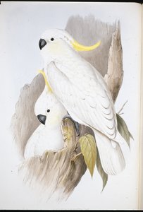 Cacatua crestato (Cacatua Galerita)