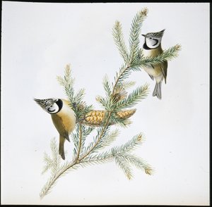 Cincia dal ciuffo (Parus Cristatus)