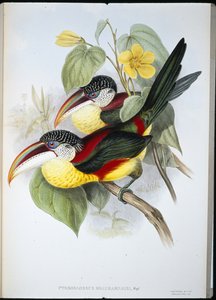 Aracari crestato riccio (Pteroglossus beauharnaisi) da John (after) Gould