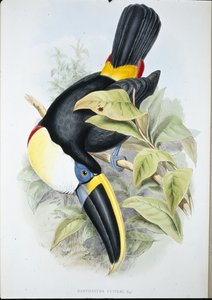 Tucano di Cuvier (Ramphastos cuvieri)