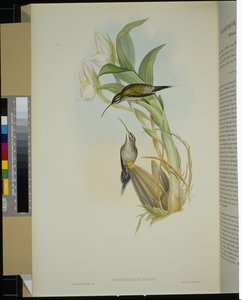 Eremita di D