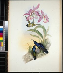Sabre-wing di De-Lattre (campylopterus Delattrei)