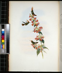 Coquette di De Lattre (lophornis Delattrei) da John (after) Gould