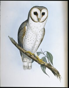 Gufo delicato (Strix Delicatulis) da John (after) Gould