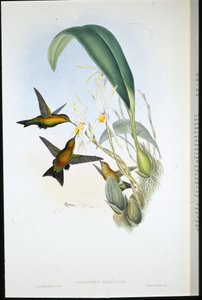 Zampalarga di Derby da John (after) Gould