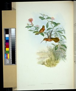 Eremita di Dohrn (glaucus Dohrni) da John (after) Gould