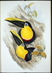 Tucano dubbioso (Ramphastos Ambiguus) da John (after) Gould