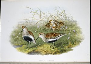 Piovanello pancianera da John (after) Gould