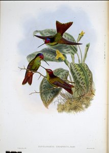 Arcobaleno ecuadoriano (Diphlogaena Hesperus) da John (after) Gould