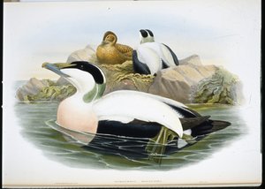 Edredone (Somateria Mollissima) da John (after) Gould