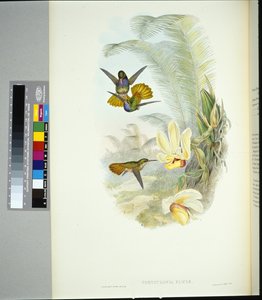 Coda dorata di Elicia (chrysuronia eliciae)
