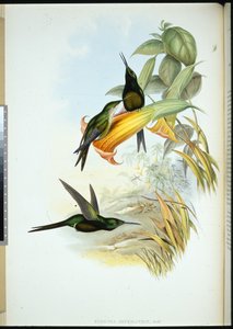 Colibrì imperatrice (Eugenia imperatrix) da John (after) Gould