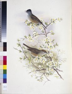 Capinera eurasiatica (Sylvia atricapilla)