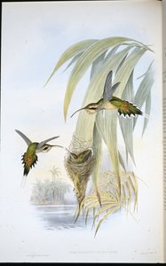 Eremita di Eurynome da John (after) Gould