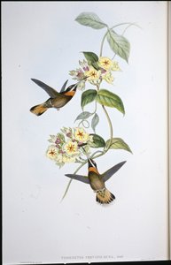 Colibrì dalla gola barbuta con coda fulva (Threnetes Cervinicauda) da John (after) Gould