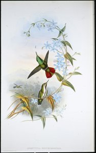 Avocetta dalla coda infuocata da John (after) Gould