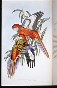 Pappagallo infuocato (Platycercus ignitus)