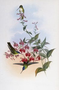 Azzurro di Francia (Cyanomyia Franciae) da John (after) Gould