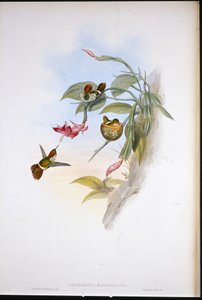 Coquette frangiata
