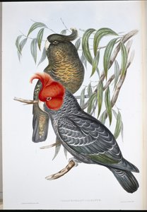 Cacatua gang-gang (Callocephalon Galeatum) da John (after) Gould