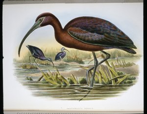 Ibis lucido da John (after) Gould