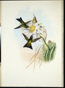 Puff-gamba luminoso (Eriocnemis Vestitus) da John (after) Gould
